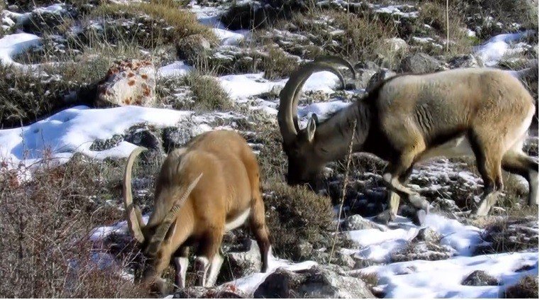 Niğde’de yaban keçisi sayısı yükseldi