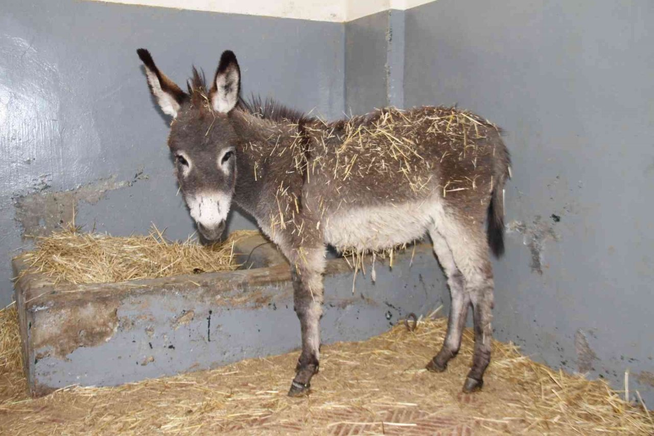 Vücudunda yanıklar bulunan sıpa tedavi edildi