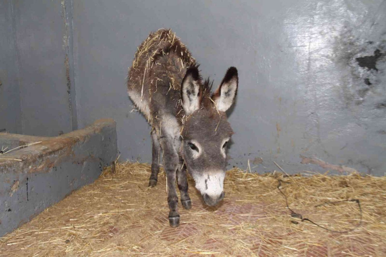 Vücudunda yanıklar bulunan sıpa tedavi edildi