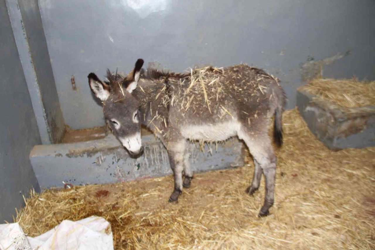 Vücudunda yanıklar bulunan sıpa tedavi edildi