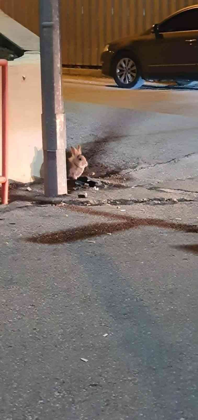 Eskişehir’de kent merkezinde görülen tavşan şaşırttı