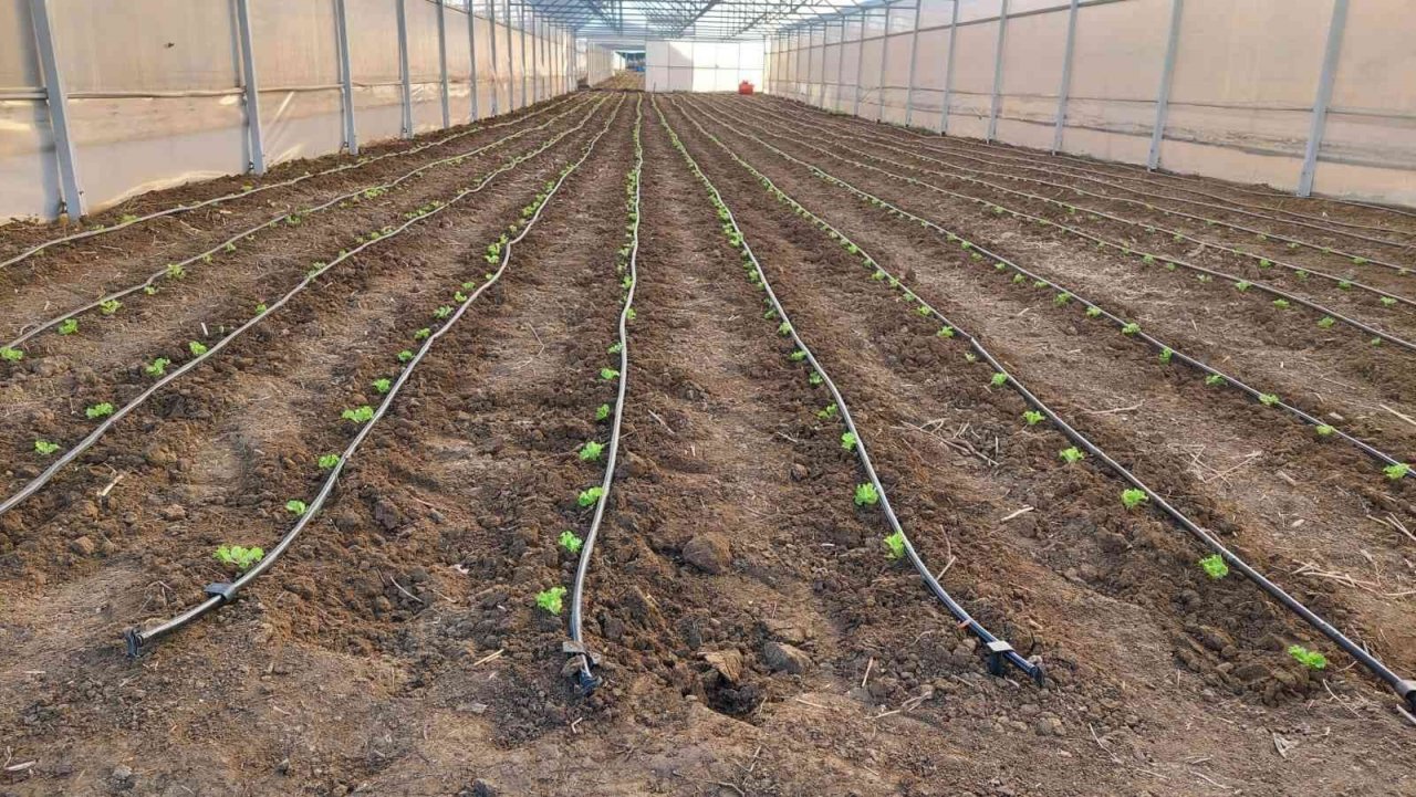 Tekirdağ seracılığında hedef İstanbul pazarı