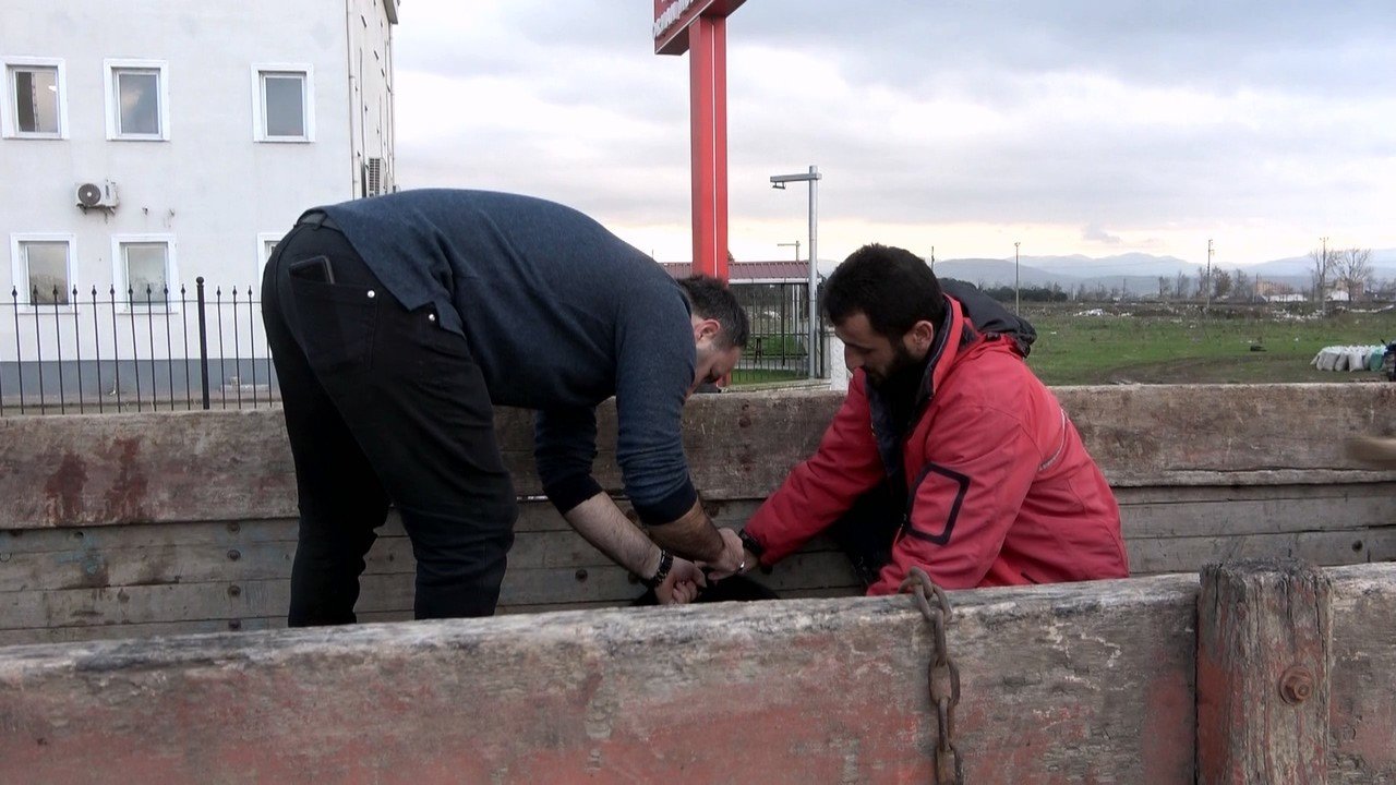 Samsun’da evcil hayvanların kimliklendirme çalışmaları sürüyor