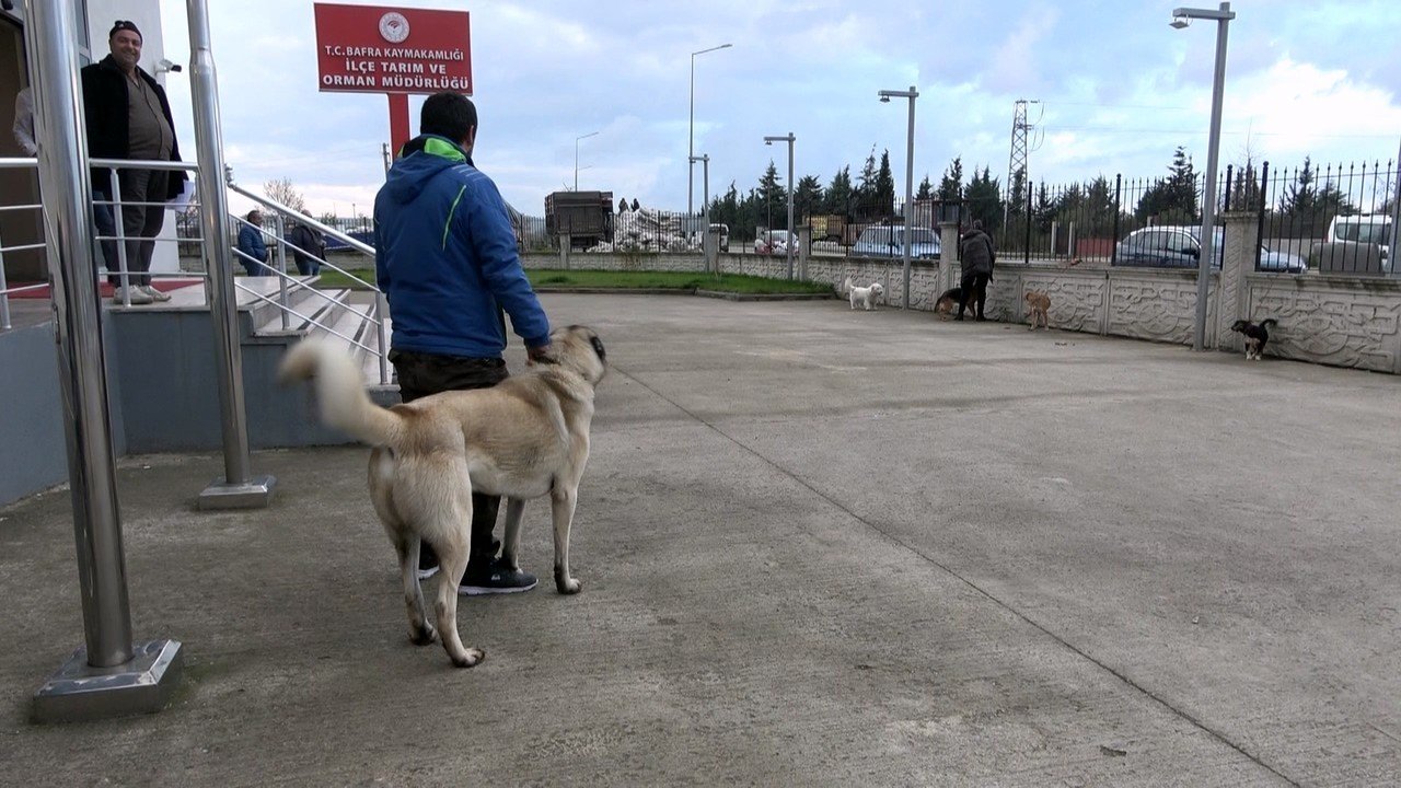Samsun’da evcil hayvanların kimliklendirme çalışmaları sürüyor