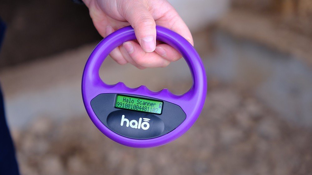 Anadolu aslanları çiplendi