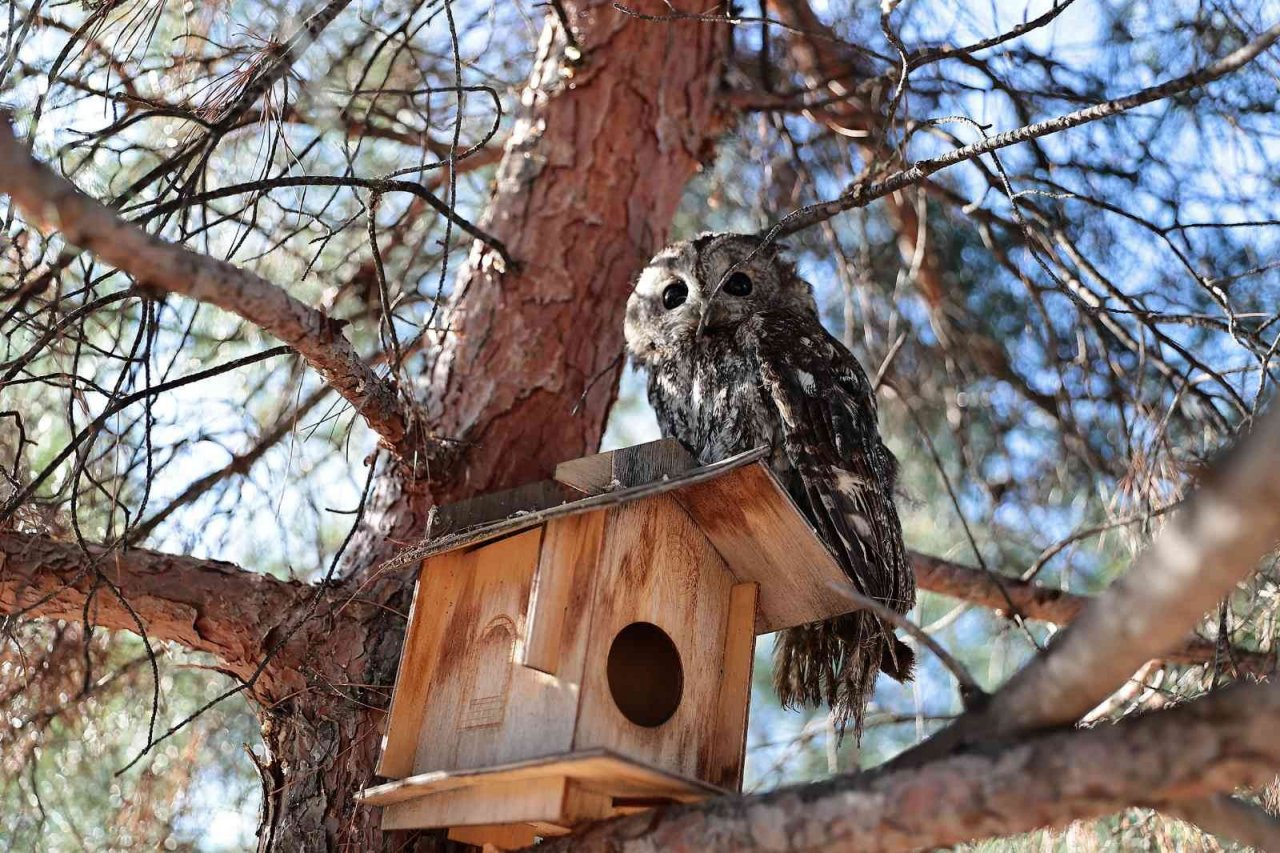 Yaban dostlarına şefkat eli
