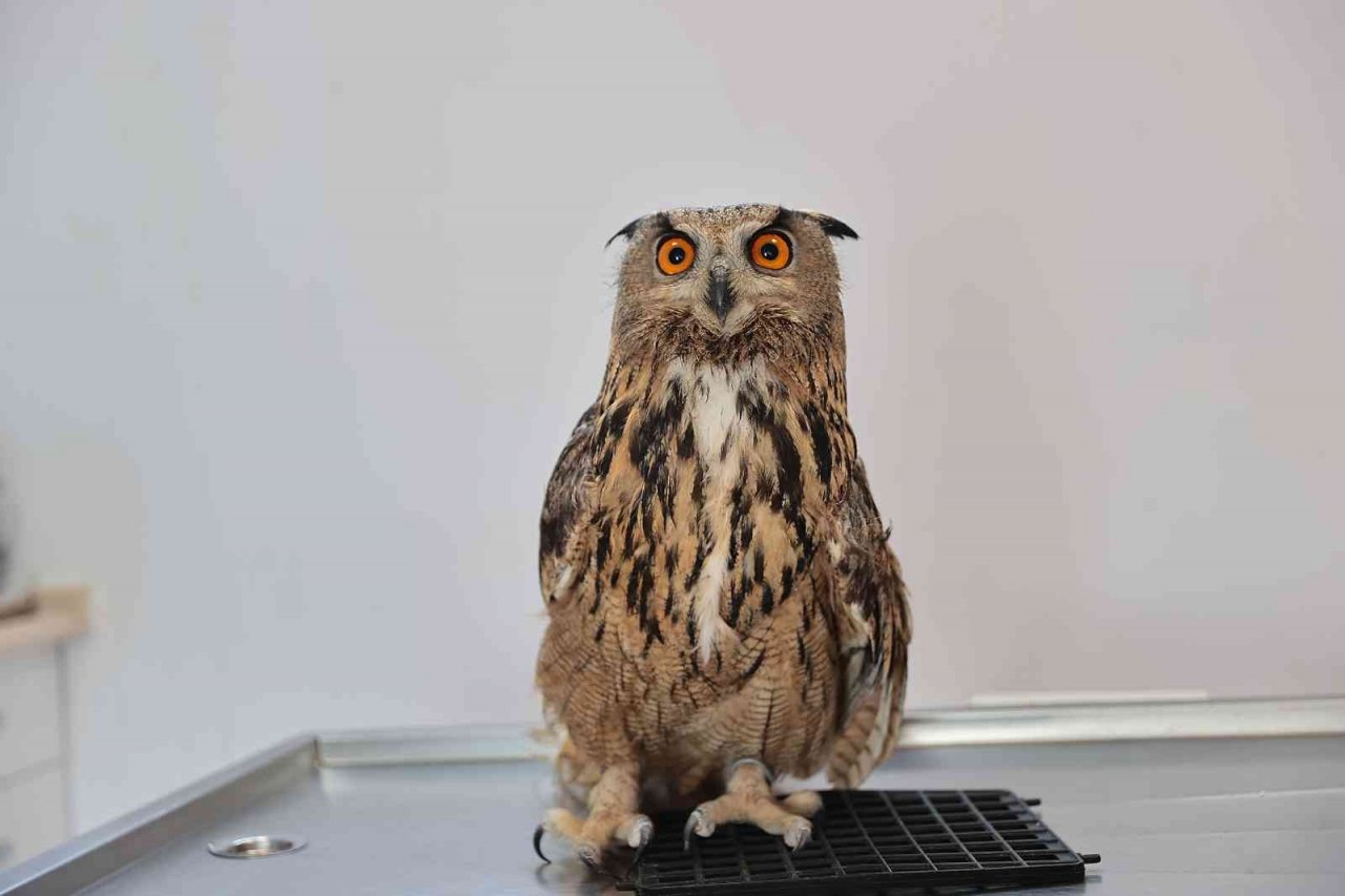 Yaban dostlarına şefkat eli