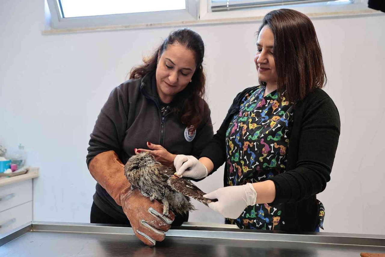 Yaban dostlarına şefkat eli