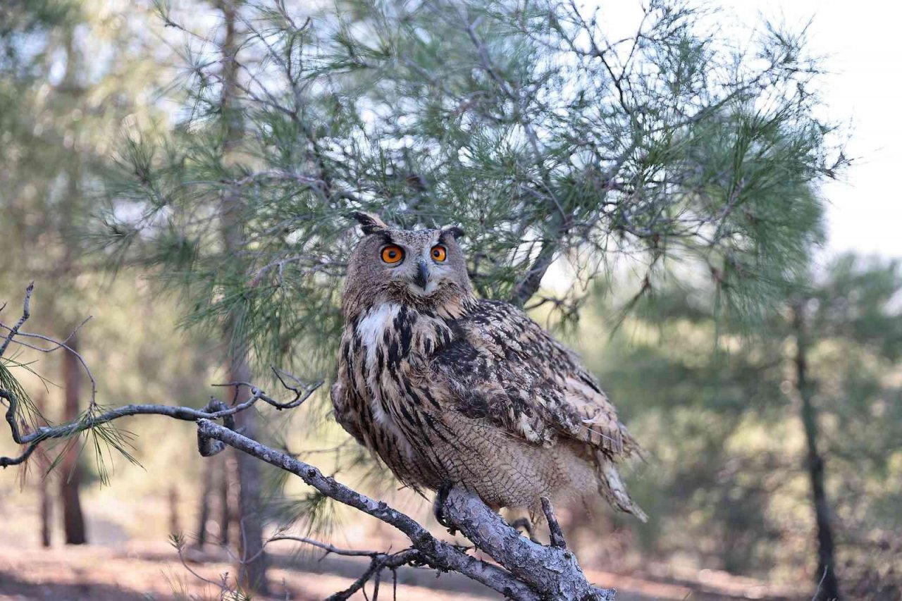 Yaban dostlarına şefkat eli