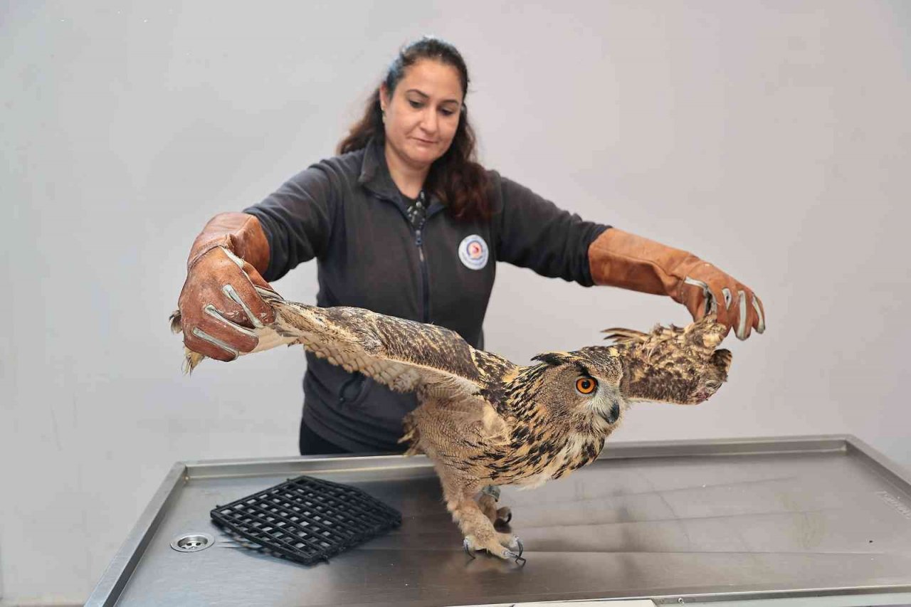 Yaban dostlarına şefkat eli