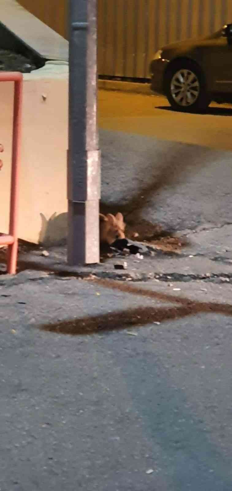 Eskişehir’de kent merkezinde görülen tavşan şaşırttı