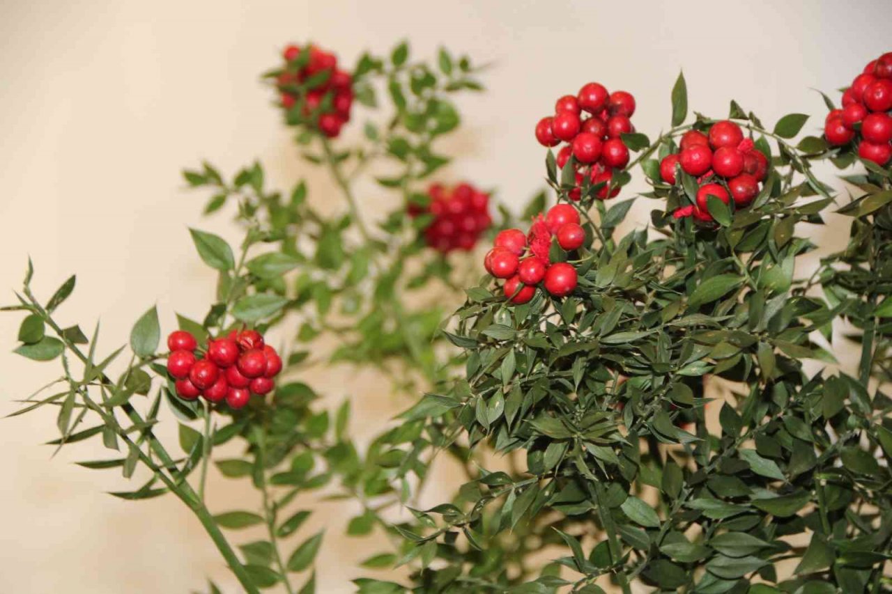 Yılbaşı çiçeği olarak da bilinen ’kokina’ya büyük ilgi