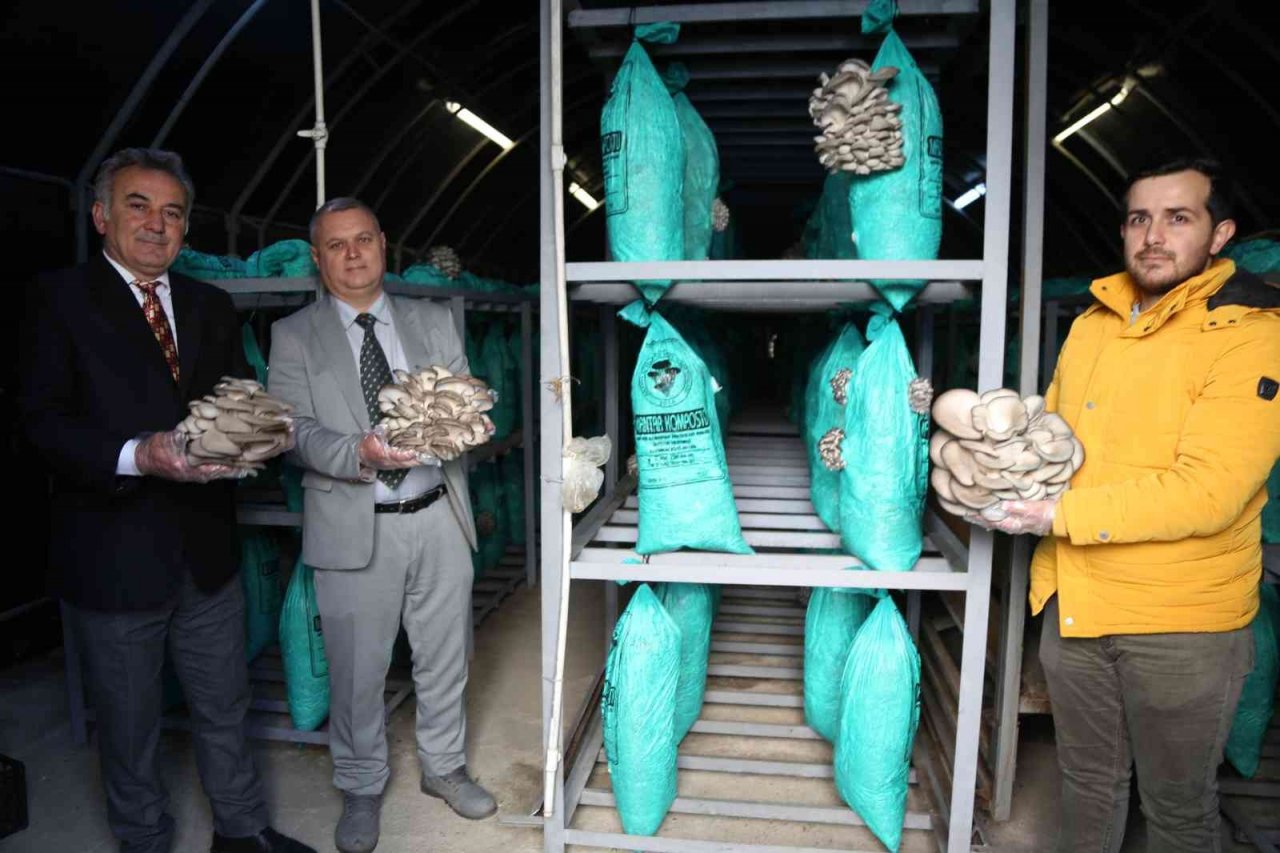 Artvin’de atıl duruma düşen karayolu tüneli mantar üretim tesisi haline geldi