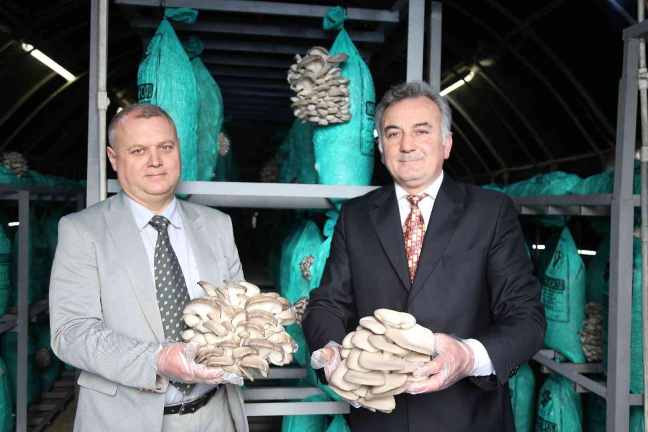 Artvin’de atıl duruma düşen karayolu tüneli mantar üretim tesisi haline geldi