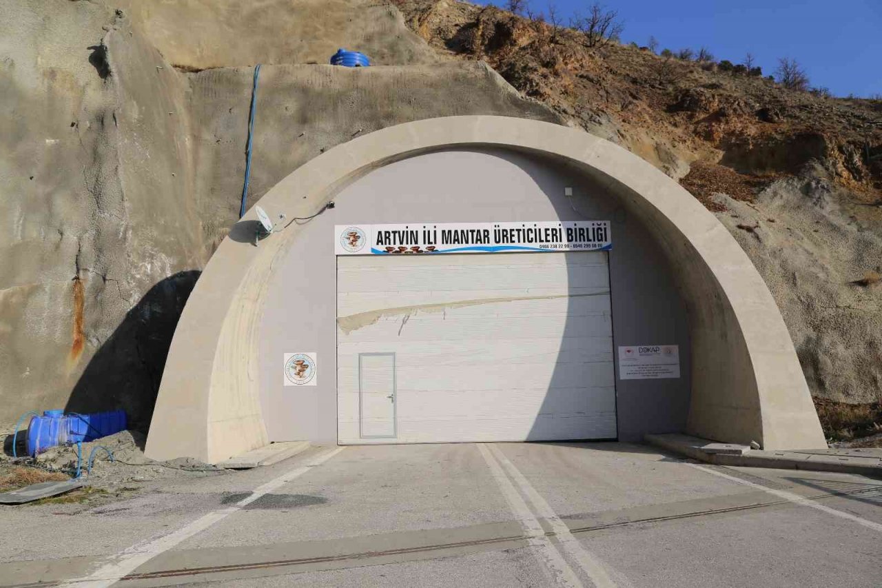 Artvin’de atıl duruma düşen karayolu tüneli mantar üretim tesisi haline geldi