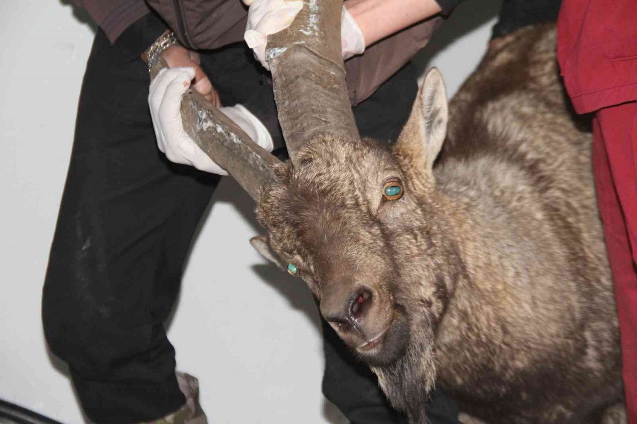 Yaralı dağ keçisi tedavi altına alındı