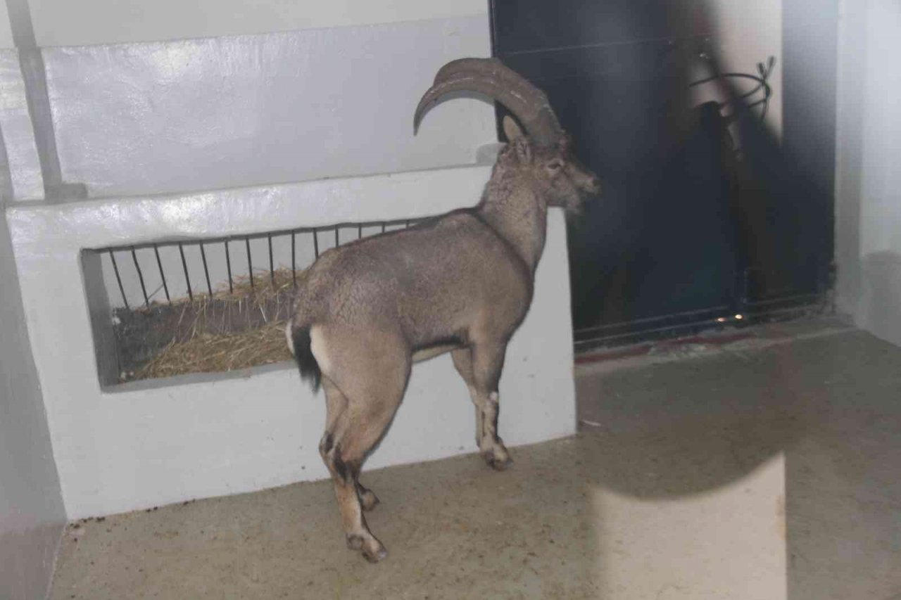 Yaralı dağ keçisi tedavi altına alındı