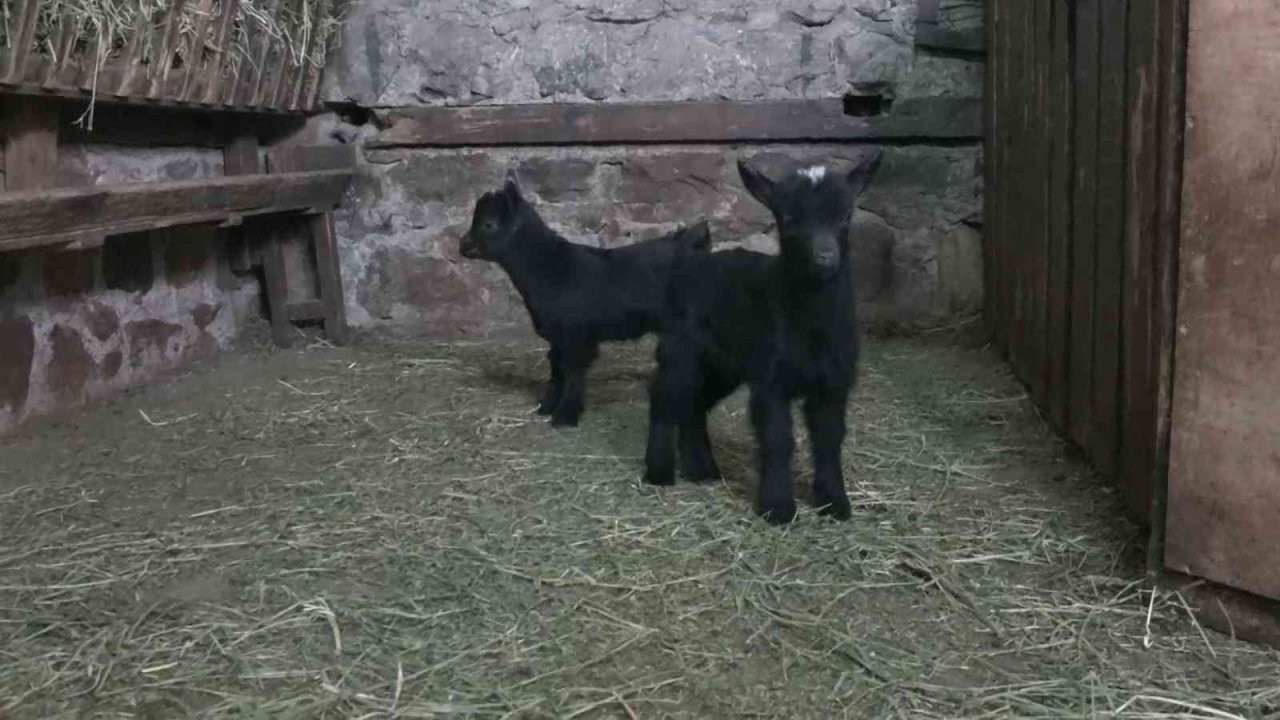 Bursa Hayvanat Bahçesi’nin ailesi büyüyor