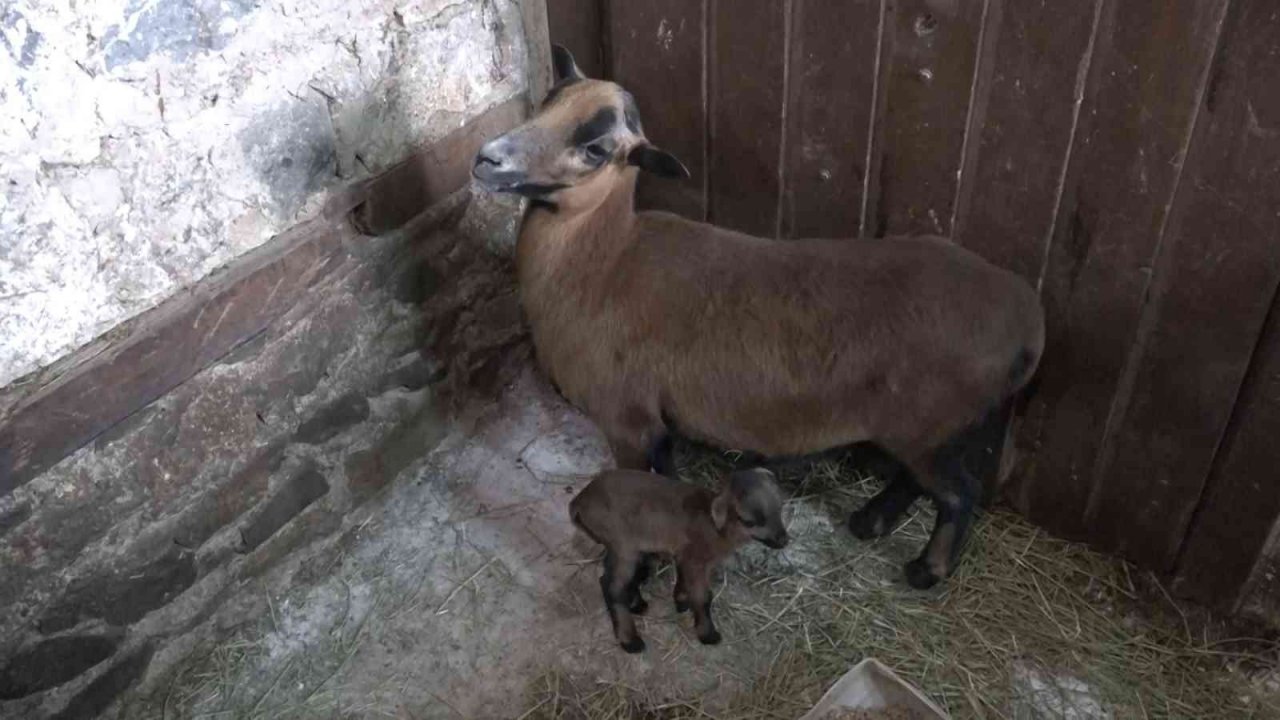 Bursa Hayvanat Bahçesi’nin ailesi büyüyor