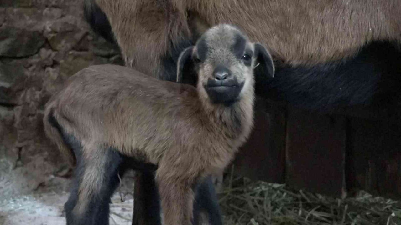 Bursa Hayvanat Bahçesi’nin ailesi büyüyor