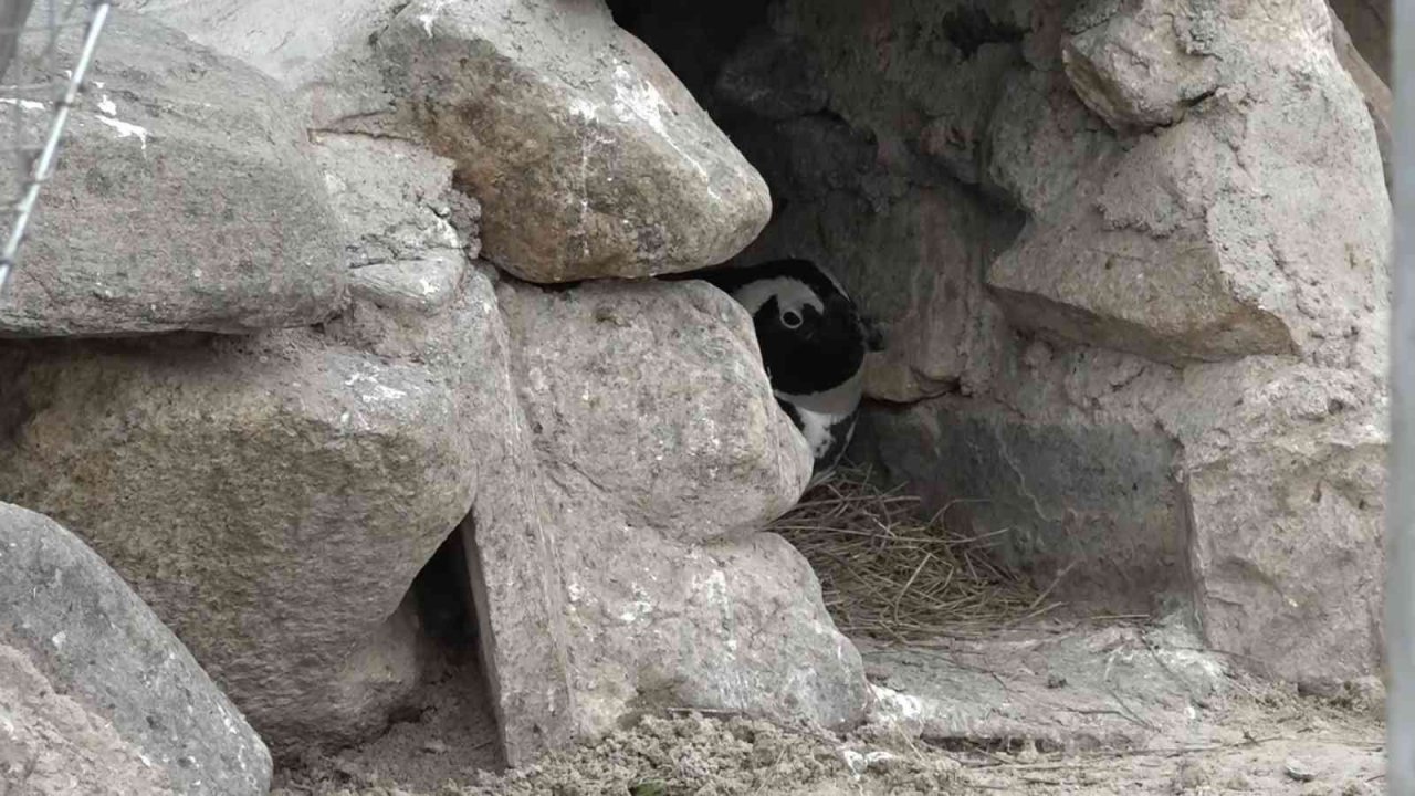 Bursa Hayvanat Bahçesi’nin ailesi büyüyor
