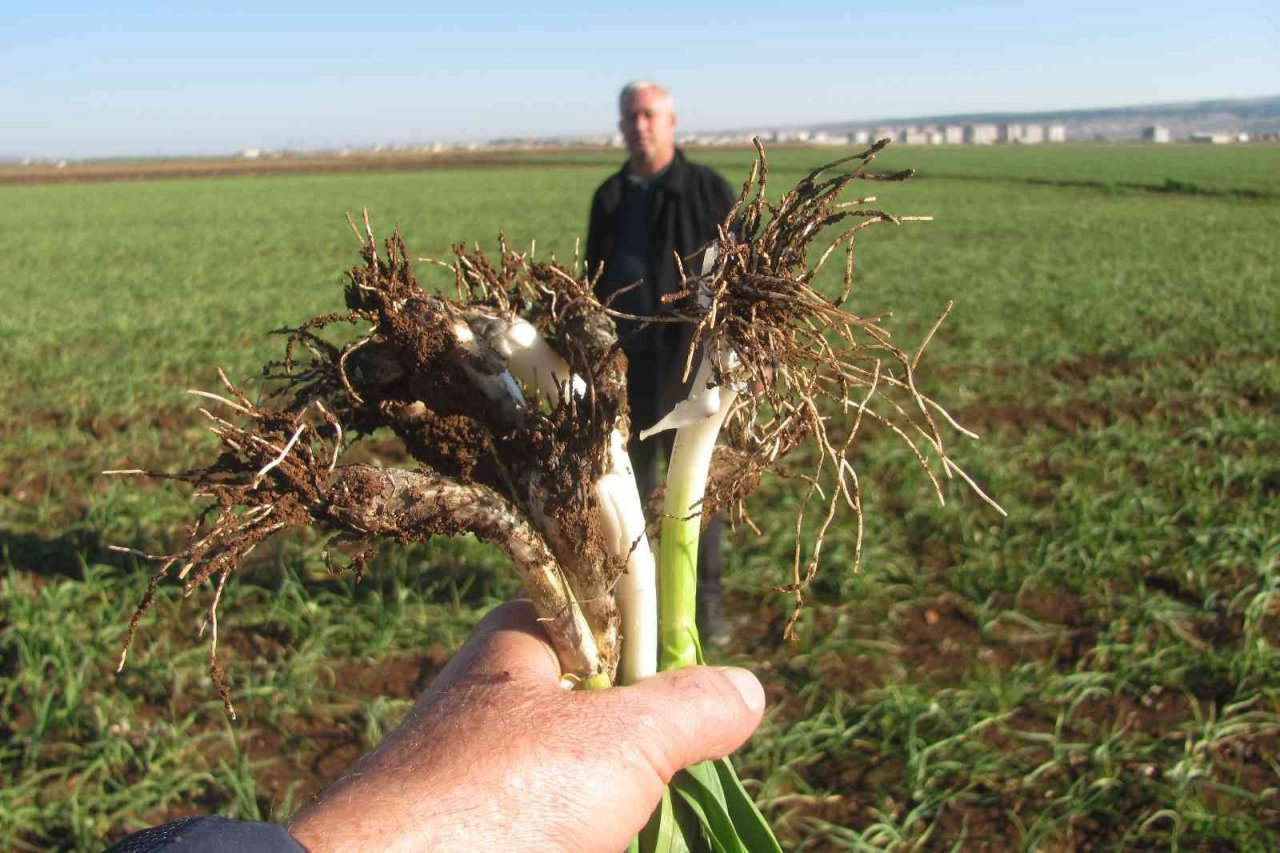 Virüs savar Araban sarımsağı için geri sayım başladı