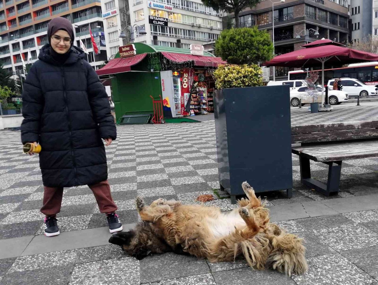 Köpeğin ilginç uyuma yöntemi