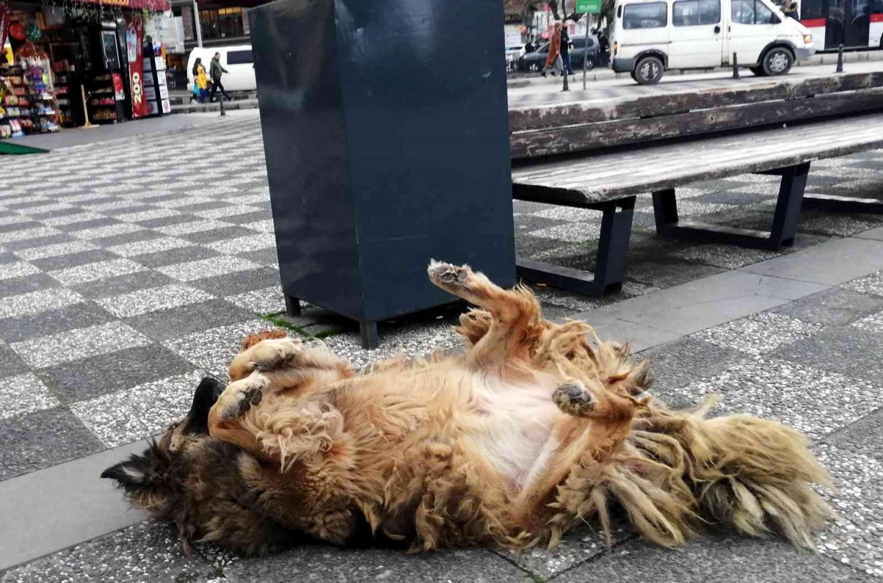 Köpeğin ilginç uyuma yöntemi