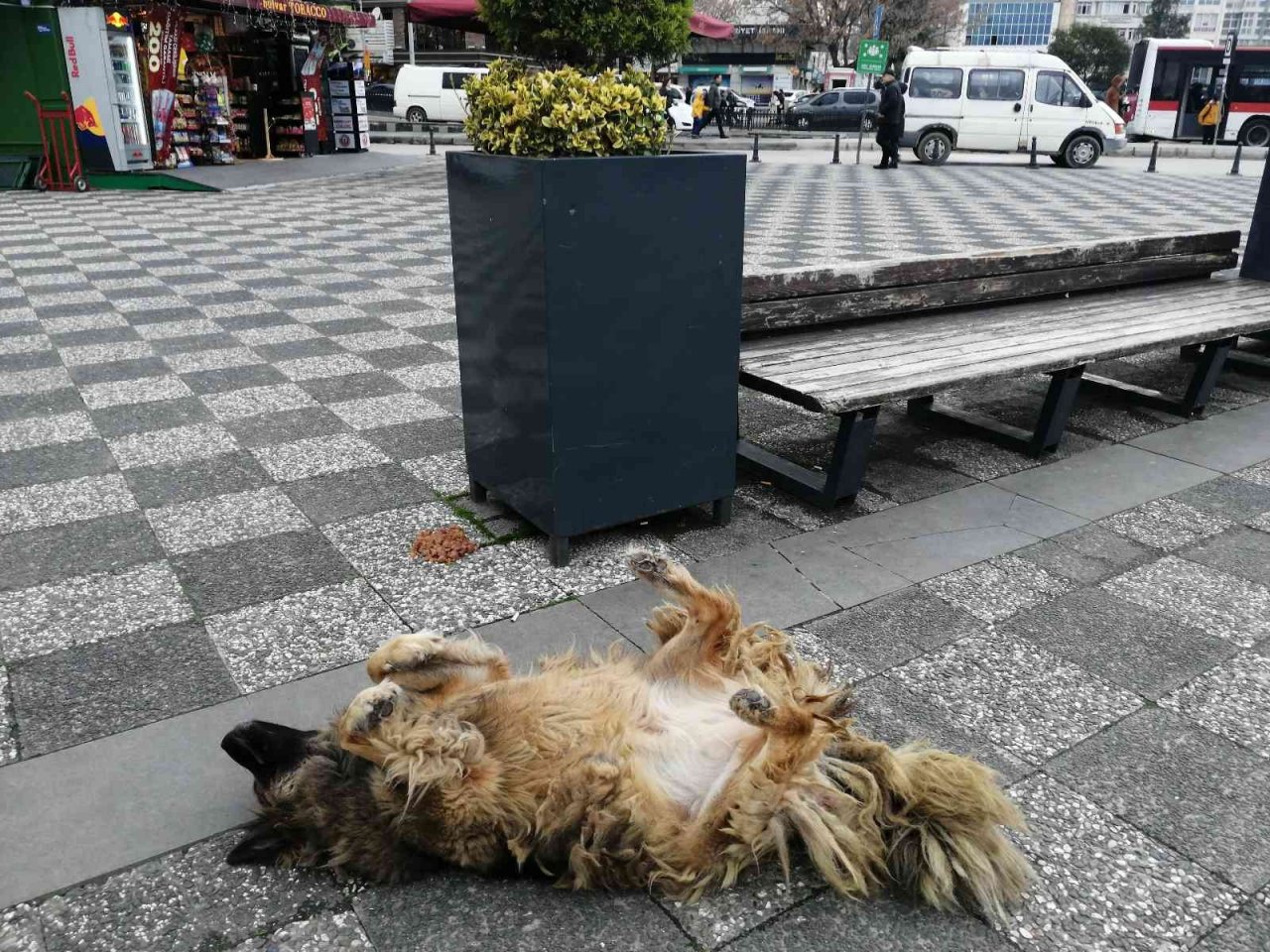 Köpeğin ilginç uyuma yöntemi