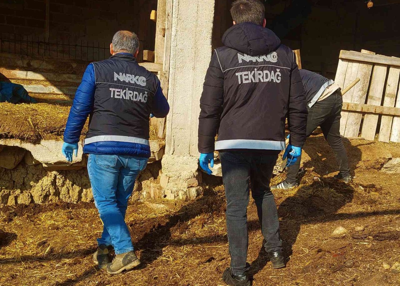 Köyden adeta esrar fışkırdı: Her yere esrar gizlenmiş