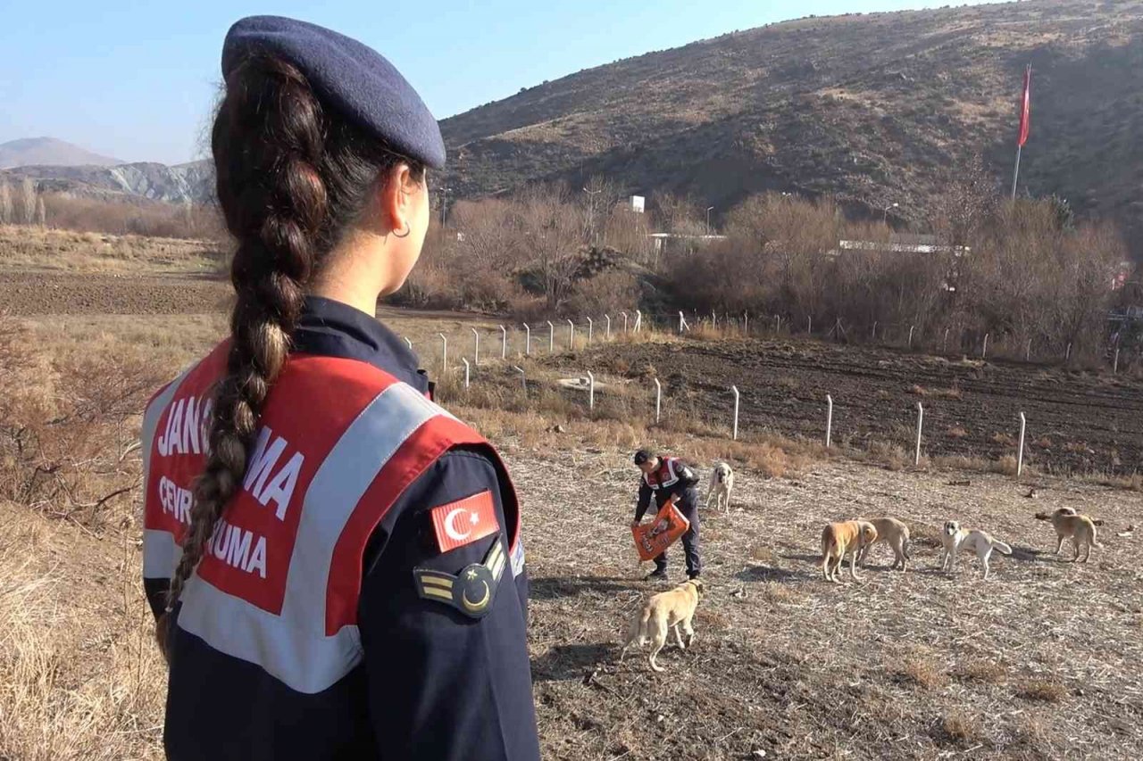 Jandarma ekipleri, sokak hayvanları için kulübe yaptı