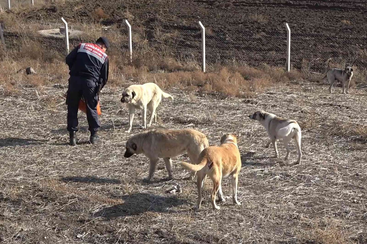Jandarma ekipleri, sokak hayvanları için kulübe yaptı