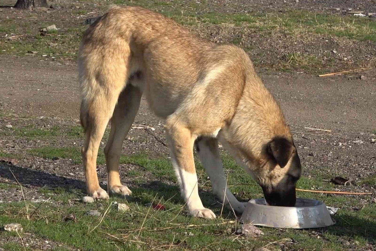 Jandarma ekipleri, sokak hayvanları için kulübe yaptı