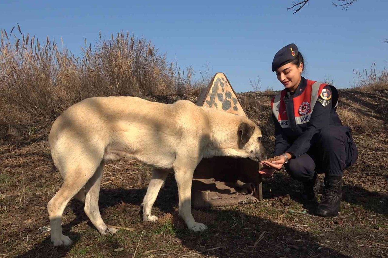 Jandarma ekipleri, sokak hayvanları için kulübe yaptı