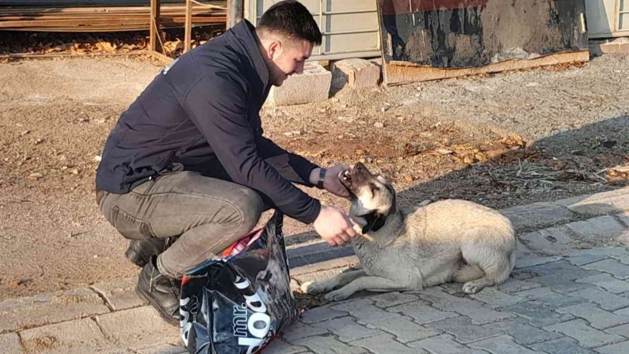 Hayvan dostu belediye, sokak hayvanlarının mama ve suyunu eksik etmiyor