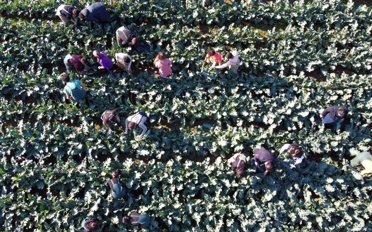 Üretime geçen tarım lisesi öğrencileri sebze hasadı yaptı