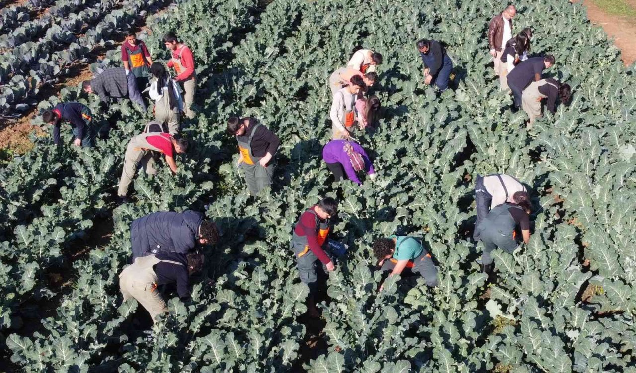 Üretime geçen tarım lisesi öğrencileri sebze hasadı yaptı