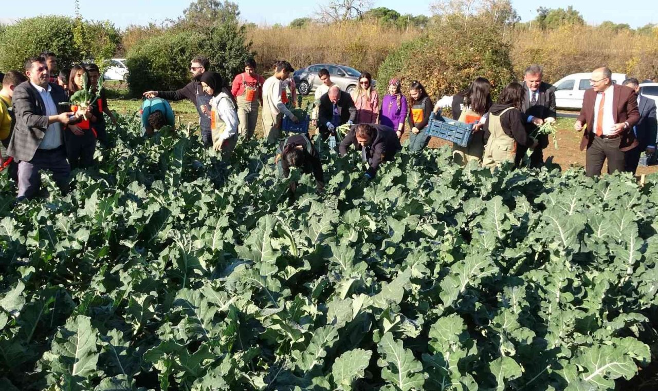 Üretime geçen tarım lisesi öğrencileri sebze hasadı yaptı