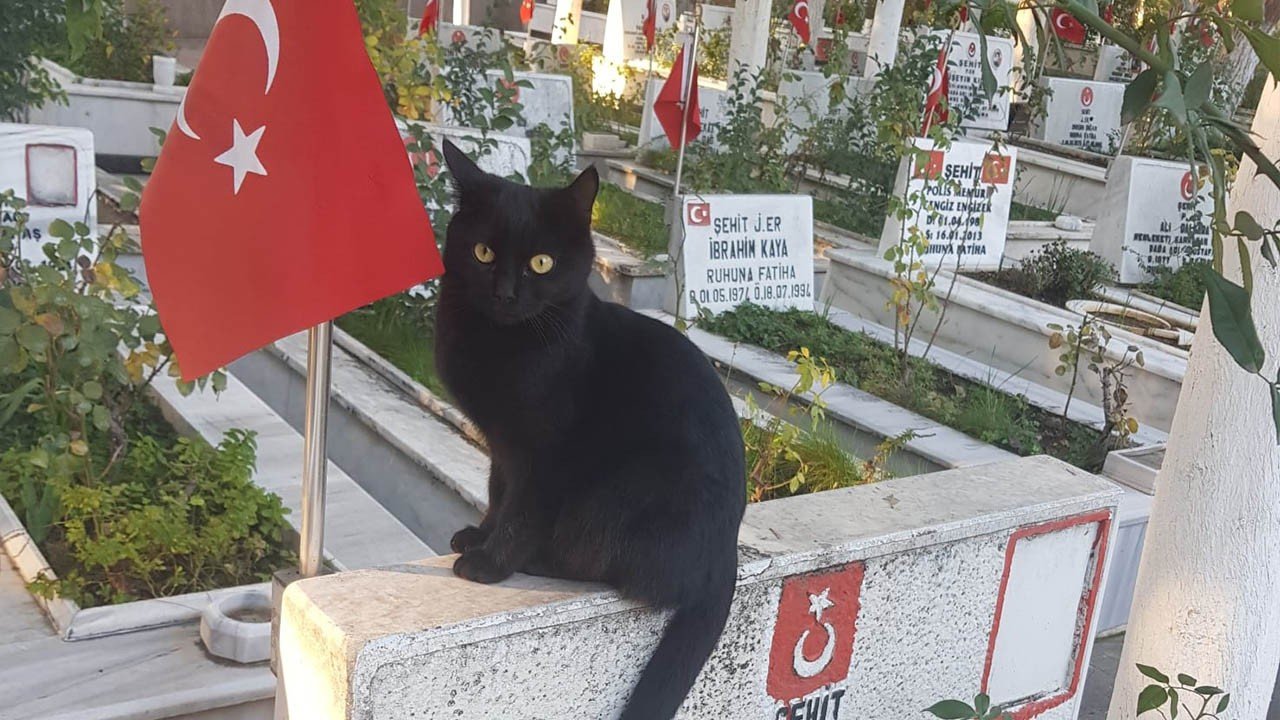 Kedi, şehitlikteki Türk bayrağını öptü