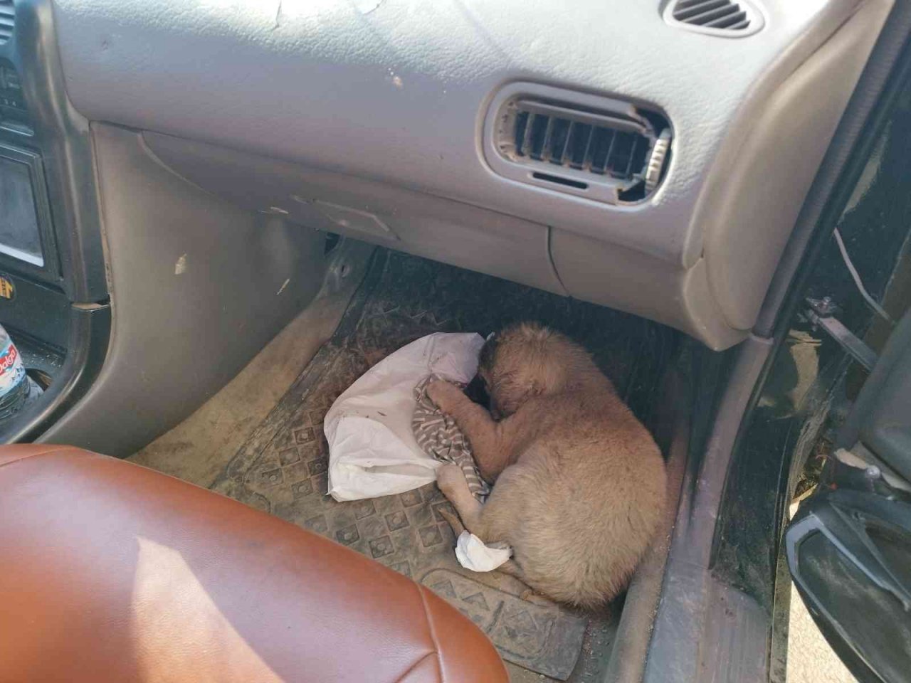 Yavru köpek kafasını öyle bir yere soktu ki bir daha çıkartamadı