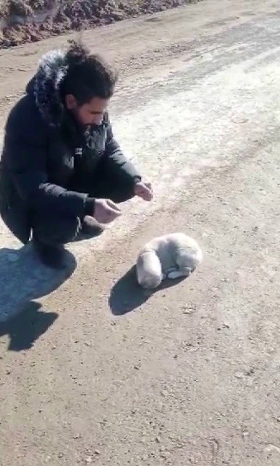 Yavru köpek kafasını öyle bir yere soktu ki bir daha çıkartamadı