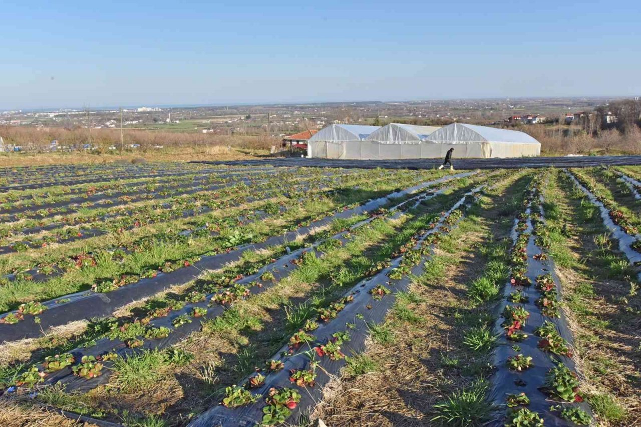 Tekkeköy’den çiftçiye sera desteği