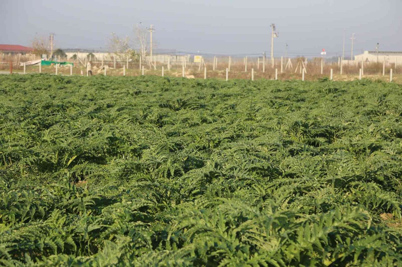 Efeler’in taze enginarları Efe Bakkal raflarında yerini aldı