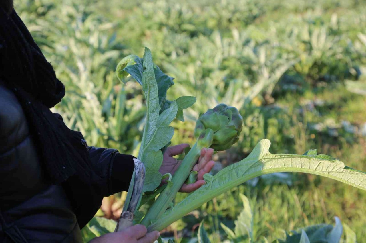 Efeler’in taze enginarları Efe Bakkal raflarında yerini aldı