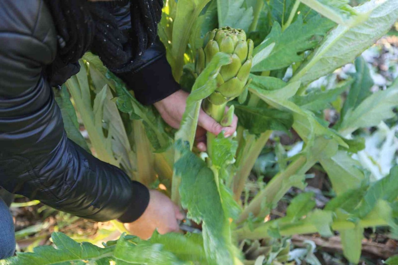 Efeler’in taze enginarları Efe Bakkal raflarında yerini aldı