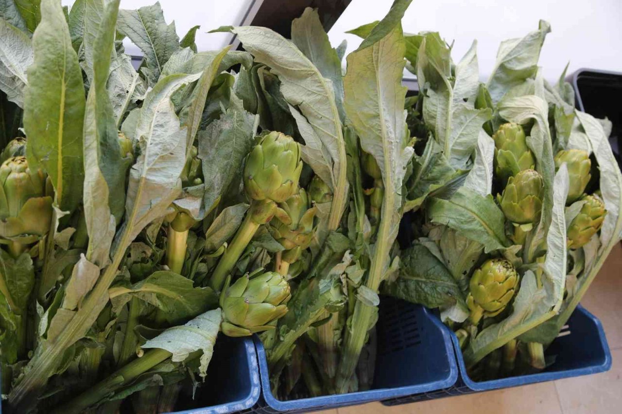 Efeler’in taze enginarları Efe Bakkal raflarında yerini aldı