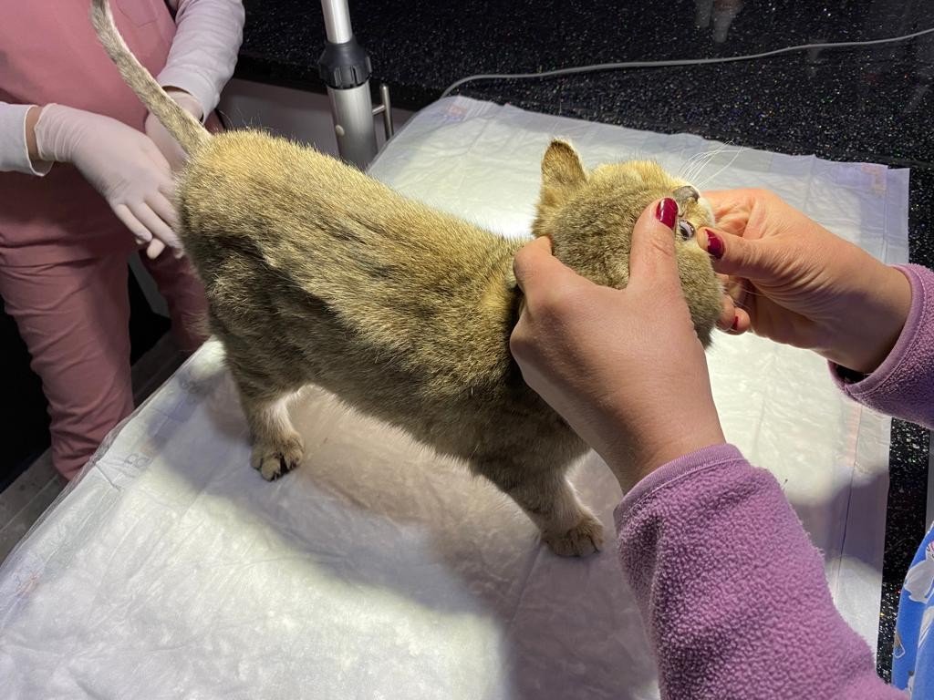 Çip uygulaması birçok fayda sağlayacak