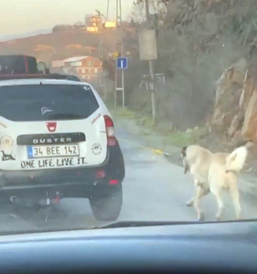 Boğazına ip bağladığı köpeği metrelerce sürükledi