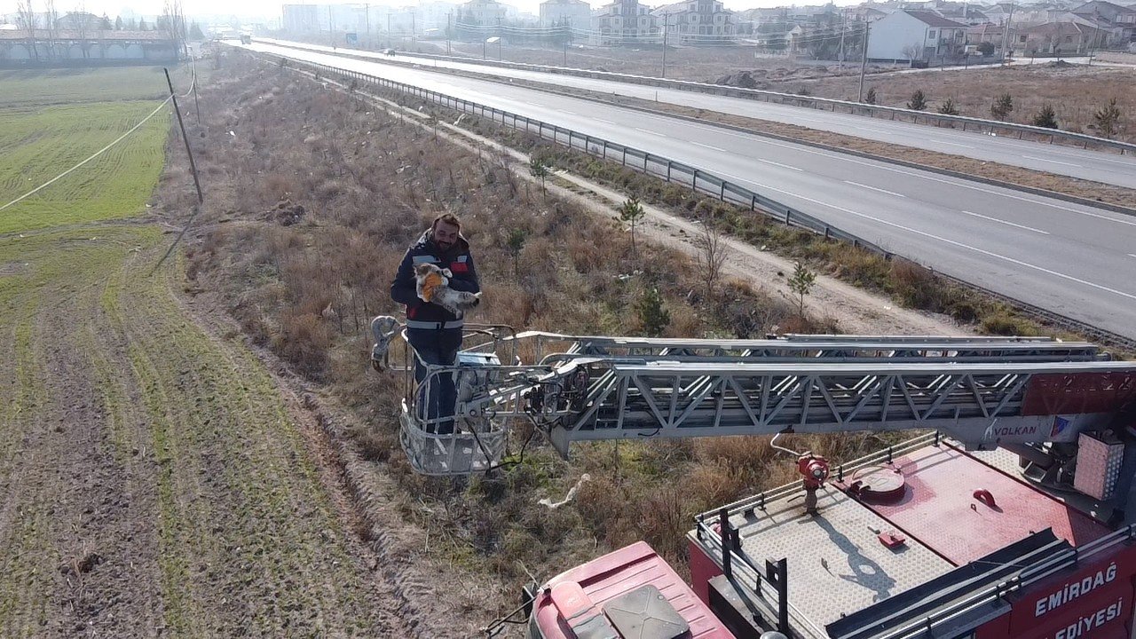 Elektrik direğinin tepesinde mahsur kalan kediyi itfaiye kurtardı