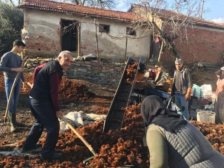 Sarıgöl’de yılın son kestane hasadı yapıldı